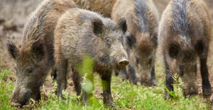 feral hog control measures