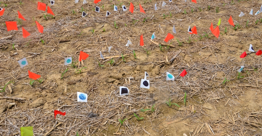 color-coded flags in planted cornfield