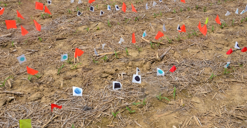 color-coded flags in planted cornfield color-coded flags in planted cornfield