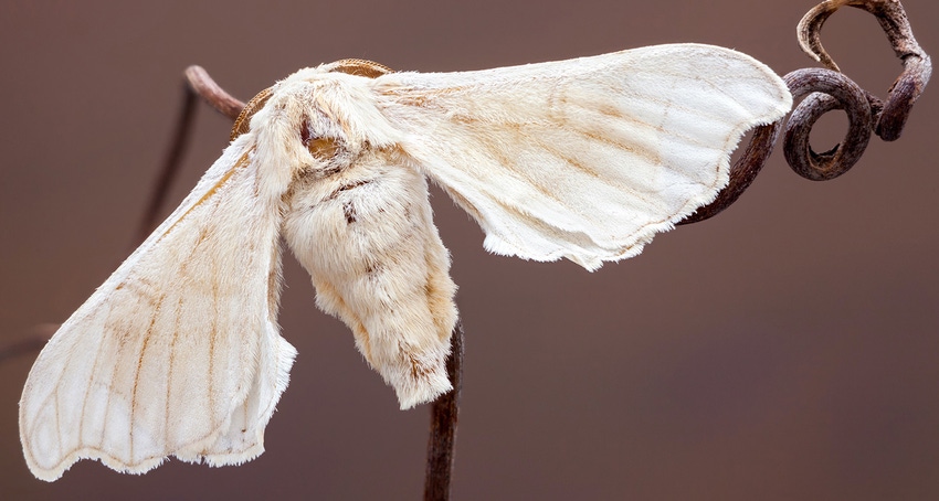 domestic-silk-moth_51436627623_o.jpg