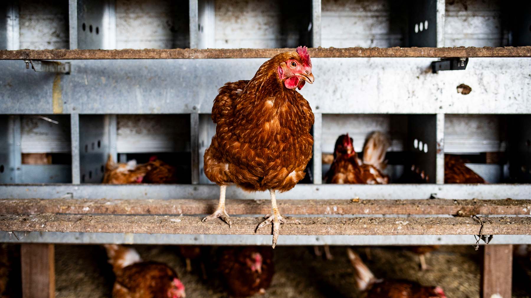 CDC ends bird flu emergency response, farmers urged to stay alert