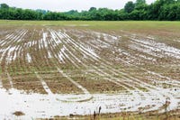 SOGGY SOYBEANS: This field near Guntown in northeast Mississippi had more than 8 inches of rain during May. (Photo by Hembree Brandon, Delta Farm Press) Click to enlarge
