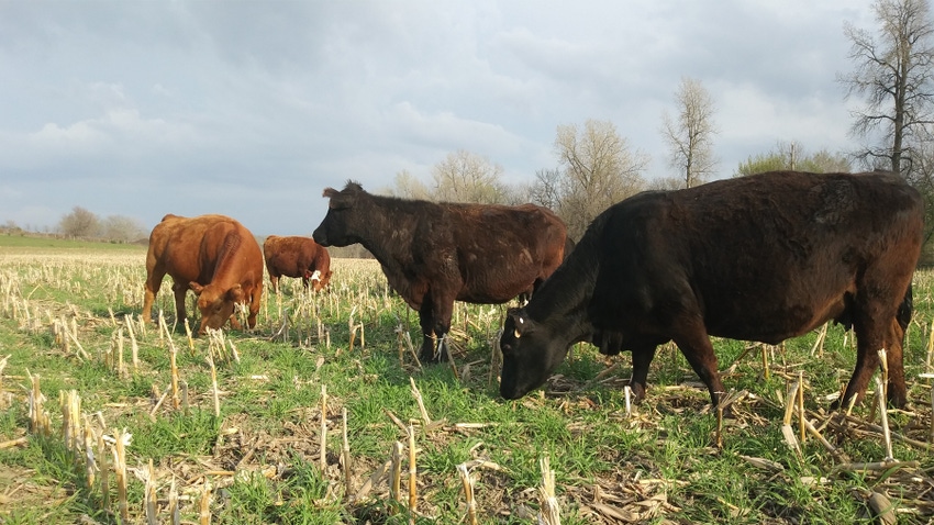 Cows grazing end of cover crop