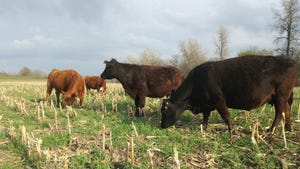 Cows grazing end of cover crop