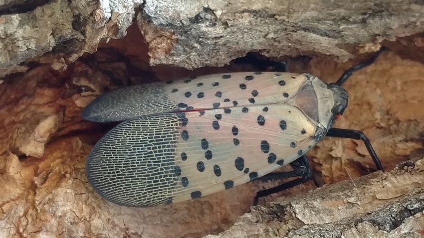 Spotted lanternfly