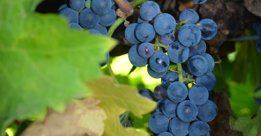 SWFP-SHELLEY-HUGULEY-18-PIE-GRAPES.jpg SWFP-SHELLEY-HUGULEY-18-PIE-GRAPES.jpg