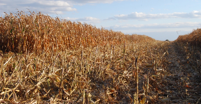 Closeup of corn field at harvest time