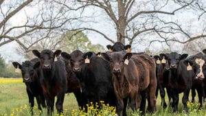 Young Angus crossbred commercial beef calves standing in a springtime pasture