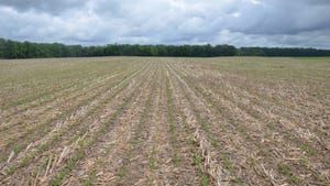 young soybean field