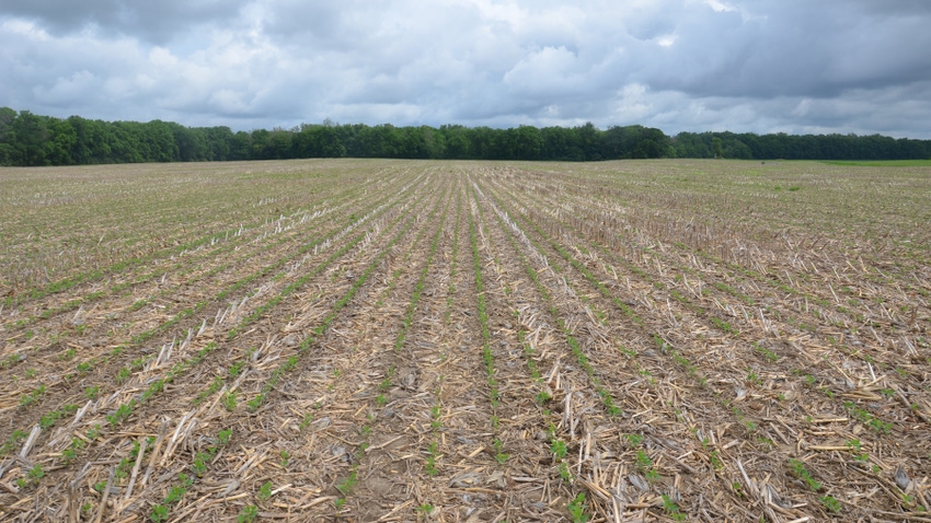 young soybean field young soybean field
