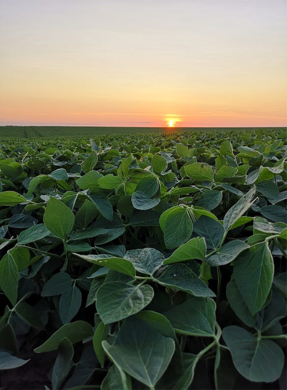 Soybean field and sunset