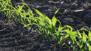 Close-up of young corn in field