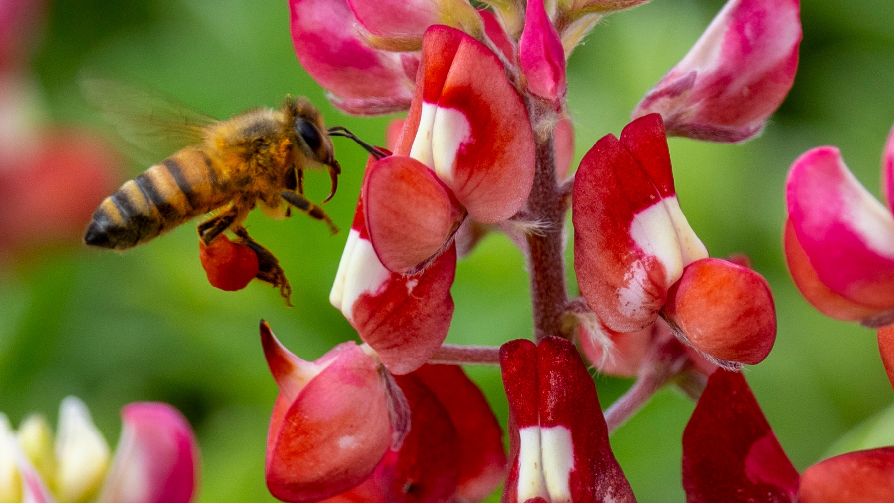 Bee-vival? Is Texas' bee population rebounding?