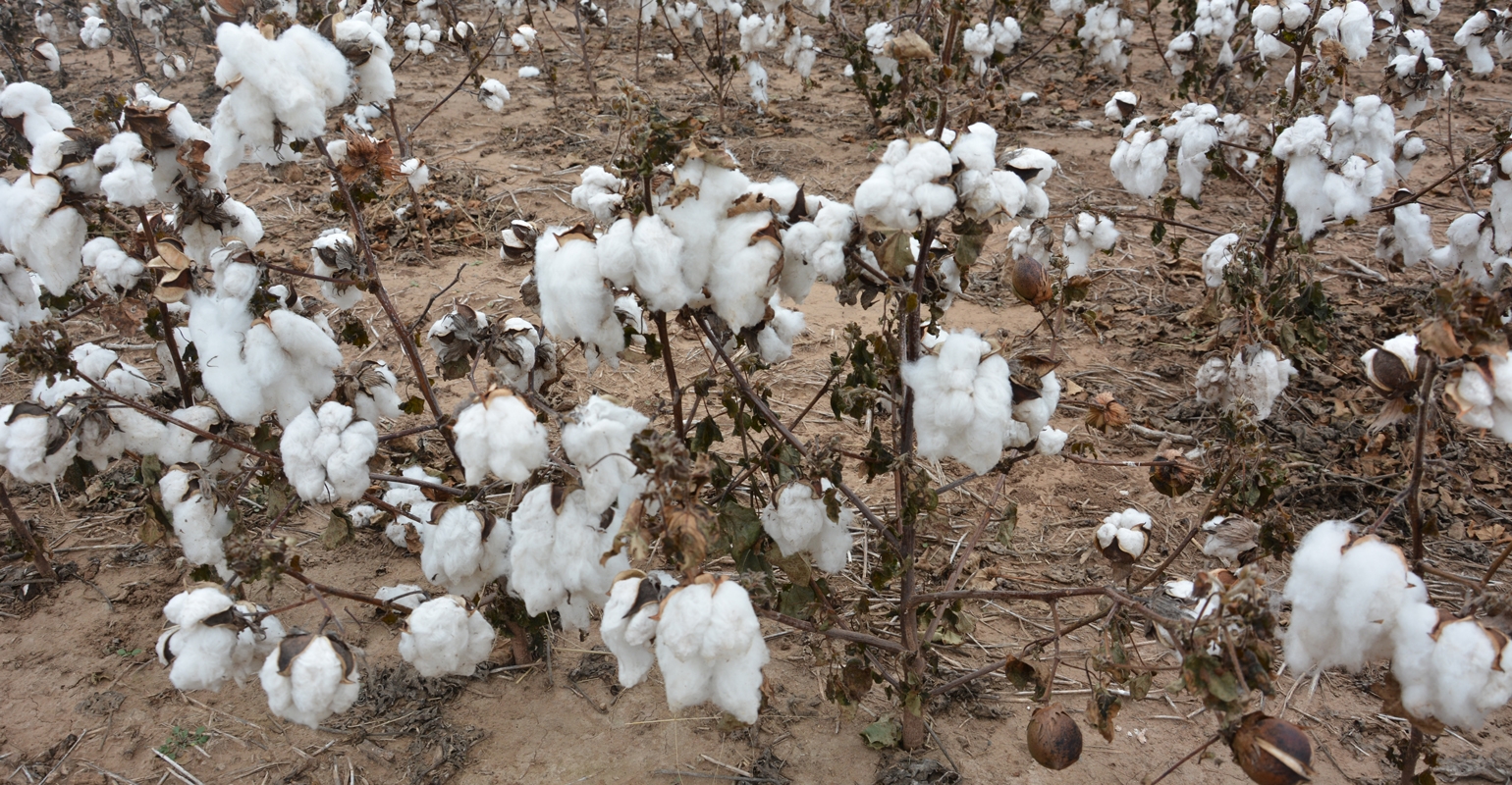 Cotton acres rapidly expanding, putting pressure on gins, warehouses