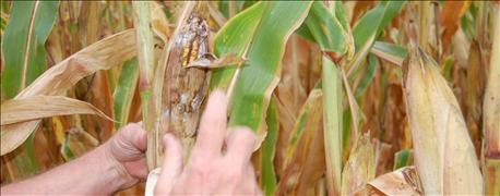 3_insect_issues_found_cornfields_time_year_1_636065066306839106.jpg