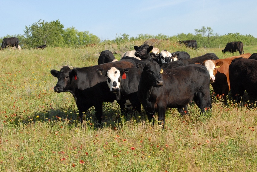 Steers on native pasture