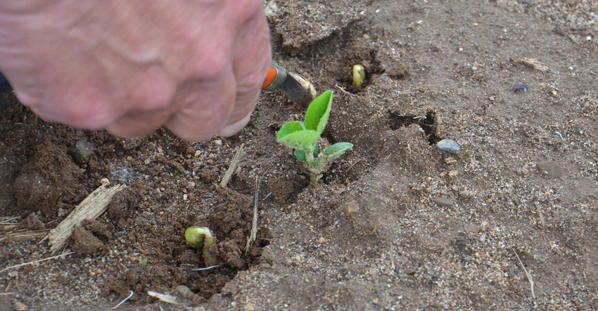 soybean seedling in field