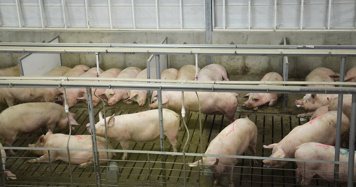 Look for hog margins to turn lower in 2018