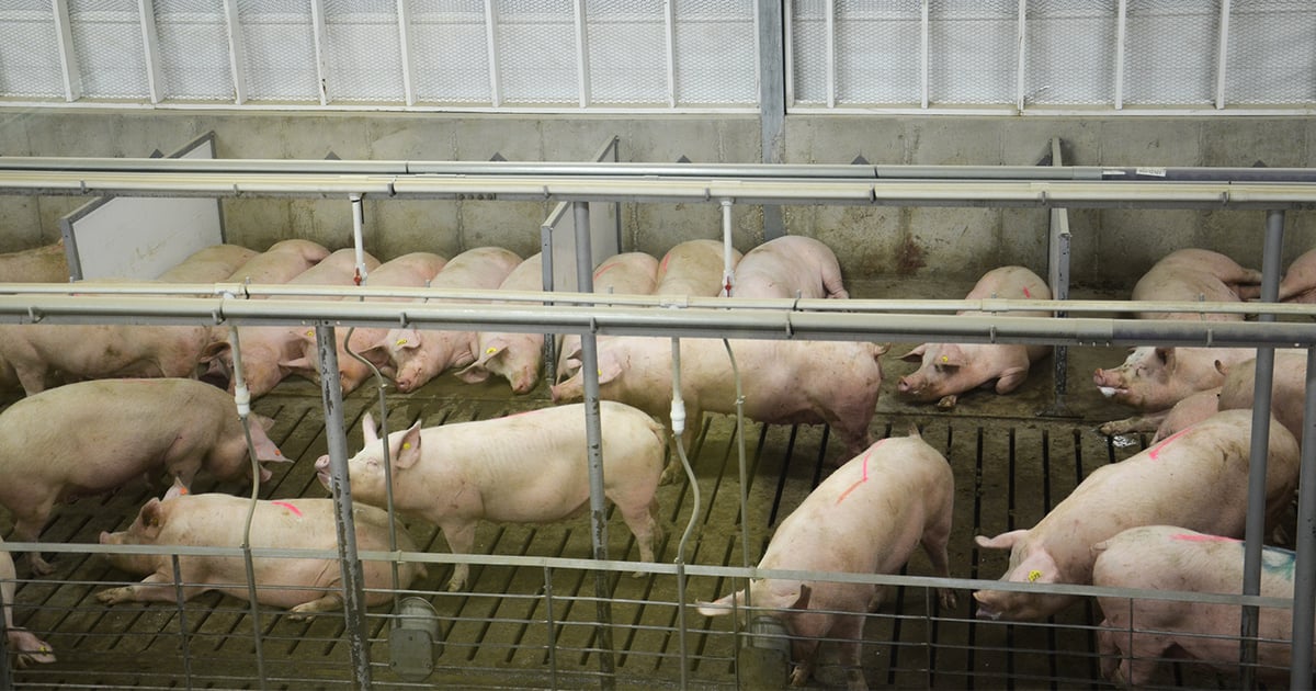 Look for hog margins to turn lower in 2018