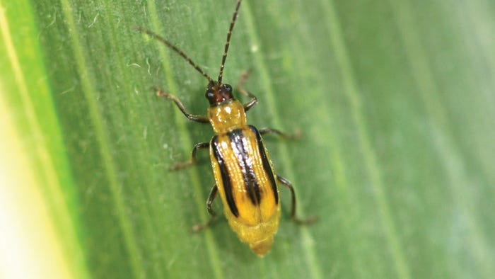 western corn rootworm beetle on leaf