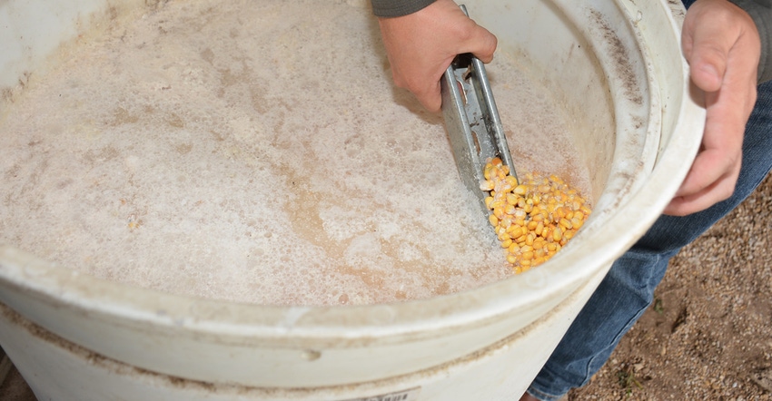 SWFP-SHELLEY-HUGULEY-18-TOMECEK-PIG-BAIT-CORN2.jpg SWFP-SHELLEY-HUGULEY-18-TOMECEK-PIG-BAIT-CORN2.jpg