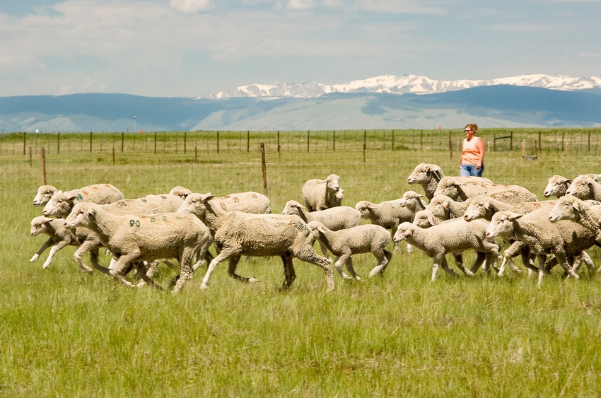 Sheep in Wyoming