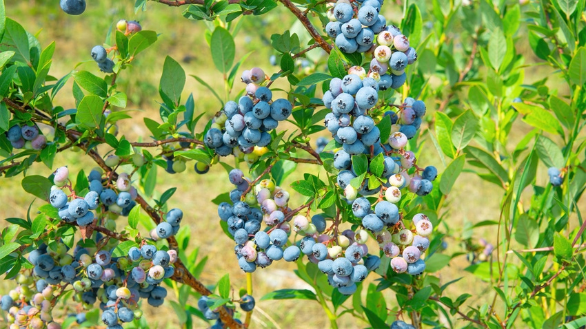 Blueberry bunches on a bush