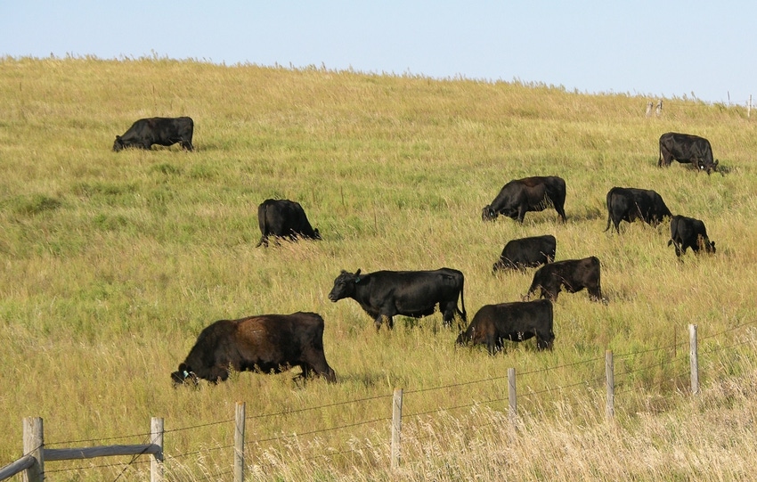 Cows grazing Nebraska Sandhills