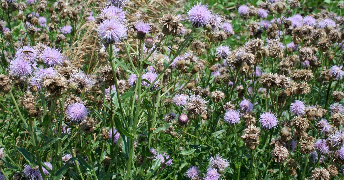 When your neighbor’s weeds become your problem