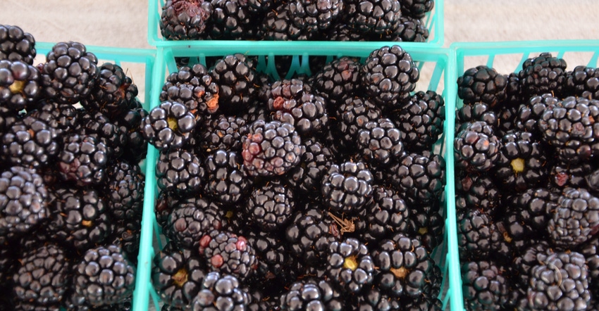 blackberries-web.jpg