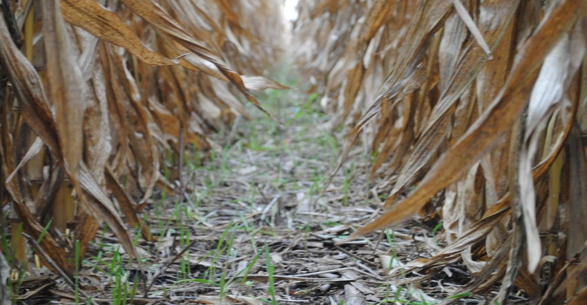 Row of cover crops and corn stalks