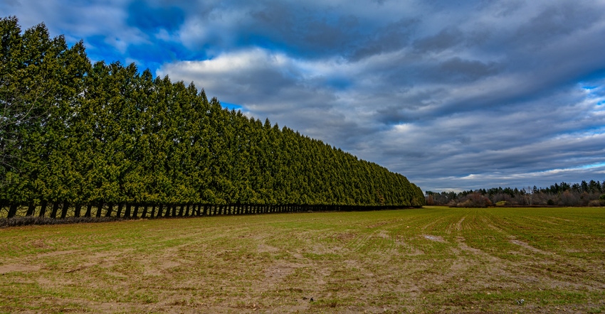 line of trees in open field creating a windbreak