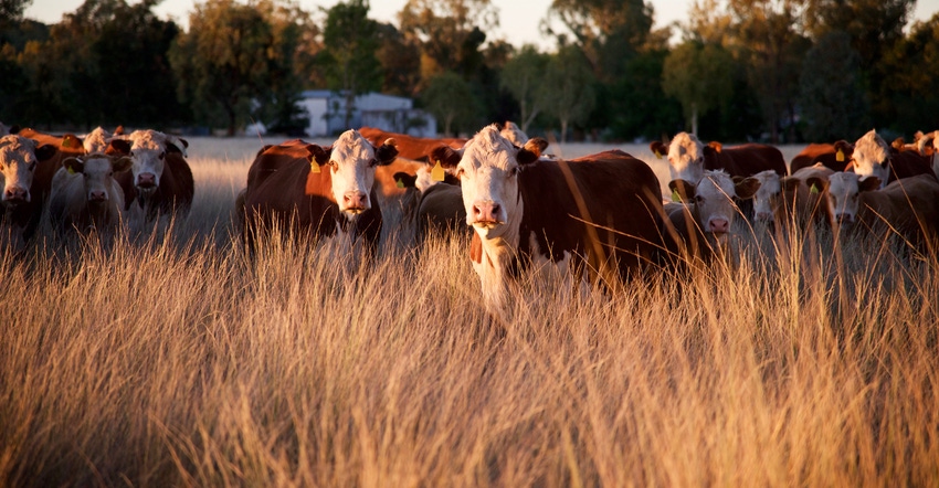 cattle in field at sunset