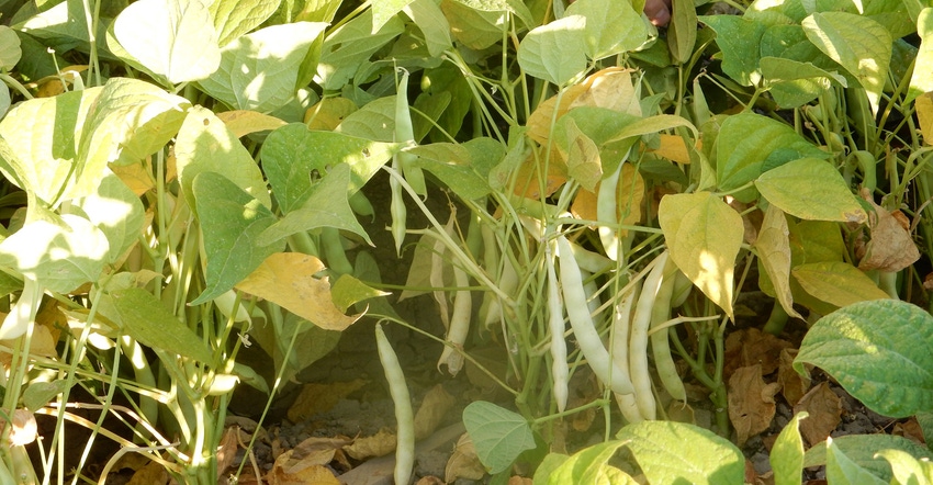 soybean field closeup