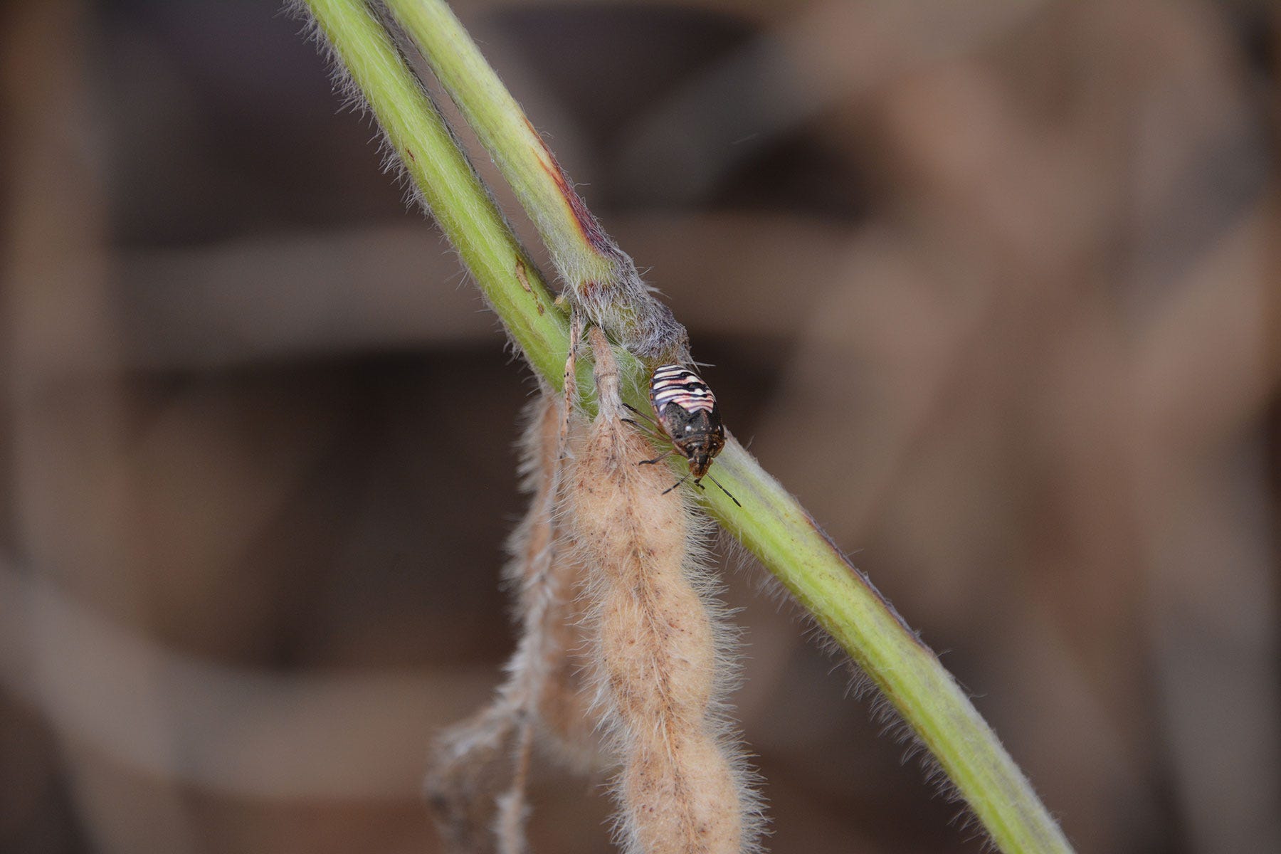 a stinkbug piercing a soybean pod