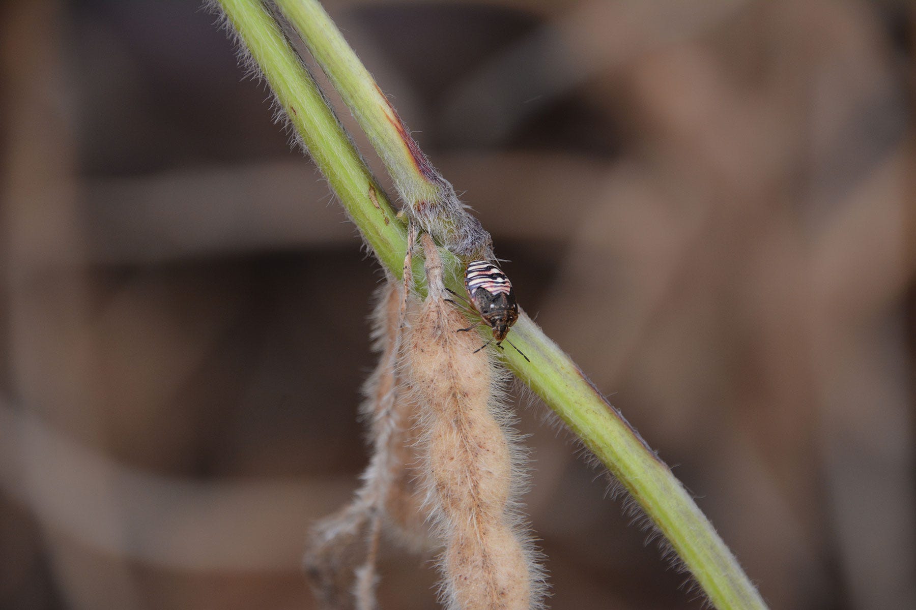 a stinkbug piercing a soybean pod a stinkbug piercing a soybean pod
