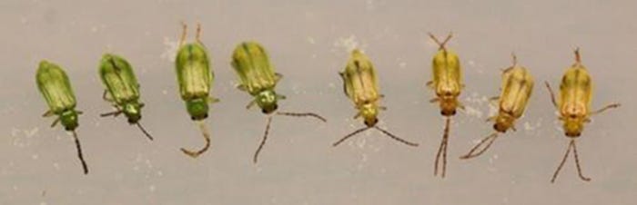 Northern corn rootworm beetles are green