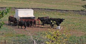Cattle in a pen at a feeder