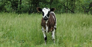 A brown and white speckled calf grazing in a pasture