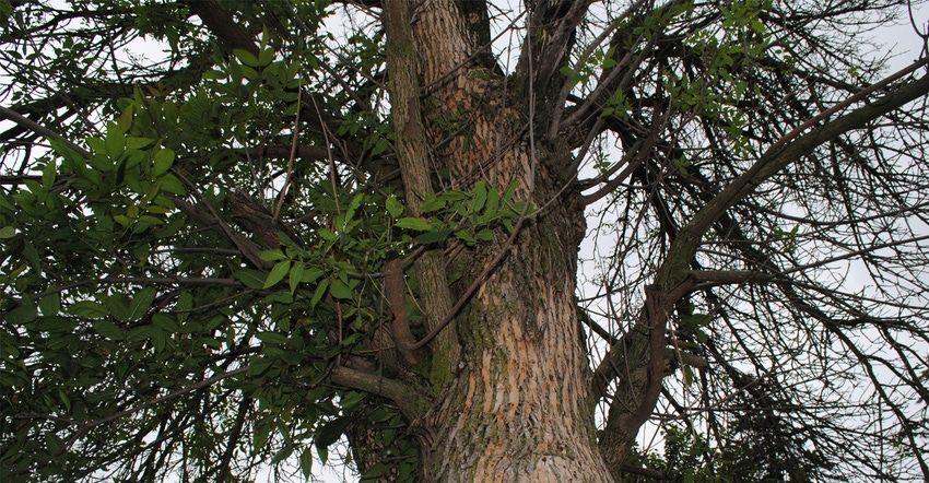Ash tree infected with emerald ash borer
