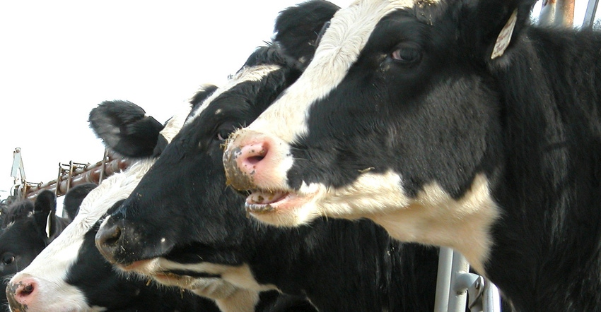 dairy cattle