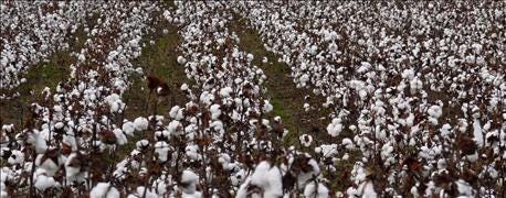 africas_top_cotton_grower_sees_good_crop_after_monsanto_ban_1_636098902856539906.jpg