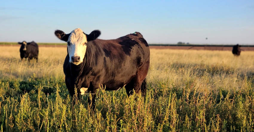 swfp-shelley-huguley-deberry-cattle2.jpg swfp-shelley-huguley-deberry-cattle2.jpg