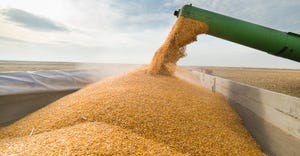 auger pouring corn into grain cart after harvest
