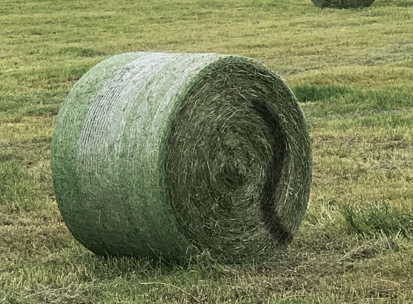 A high-moisture bale marked with dye