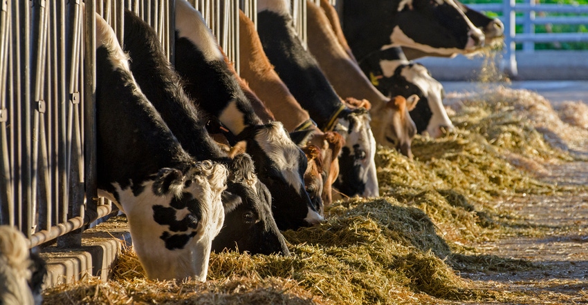 Holstein and Jersey dairy cows feeding on hay