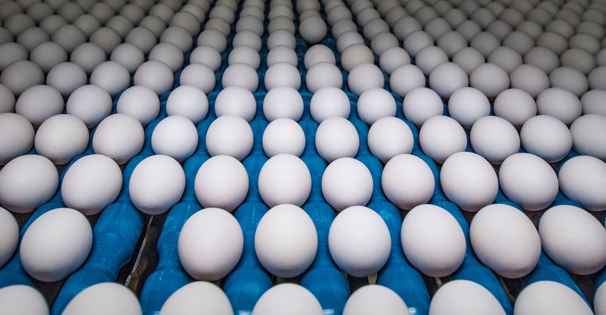 eggs on assembly line