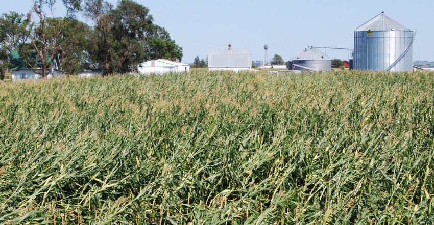 Leaning corn plants in field
