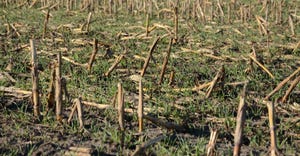 cover crops cereal ryegrass following corn