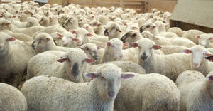A close up of a herd of sheep